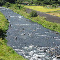 狩野川(狩野川漁業協同組合) 釣果