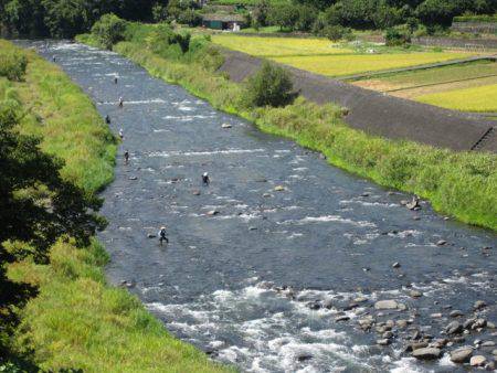狩野川(狩野川漁業協同組合) 釣果