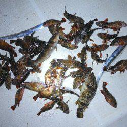 TOPGUN名古屋 釣果