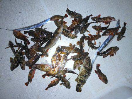 TOPGUN名古屋 釣果