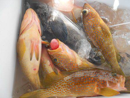 こうゆう丸 釣果