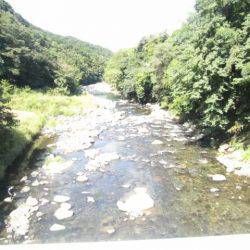 狩野川(狩野川漁業協同組合) 釣果