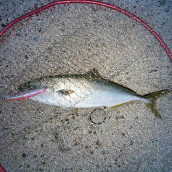 トップ&ジグでツバス