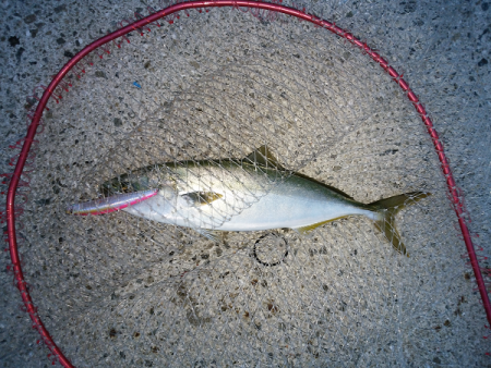 トップ&ジグでツバス