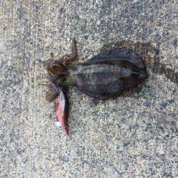 マッタリエギング