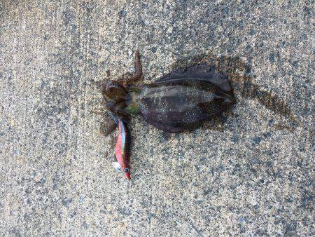 マッタリエギング