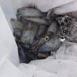 BlueNote Fishing Taxi 釣果