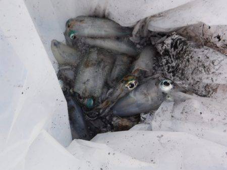 BlueNote Fishing Taxi 釣果