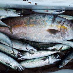 武勝丸（ぶしょうまる） 釣果