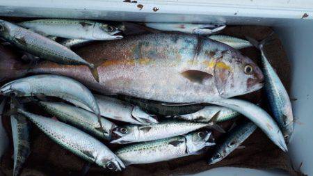 武勝丸（ぶしょうまる） 釣果