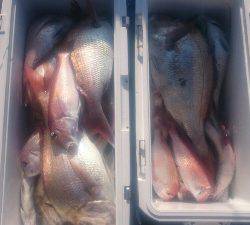 IDATEN（イダテン） 釣果