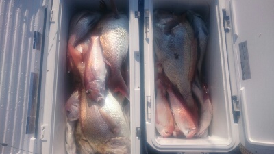 IDATEN（イダテン） 釣果