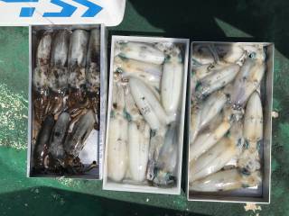 なかくに丸 釣果