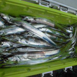 大進丸(愛知) 釣果