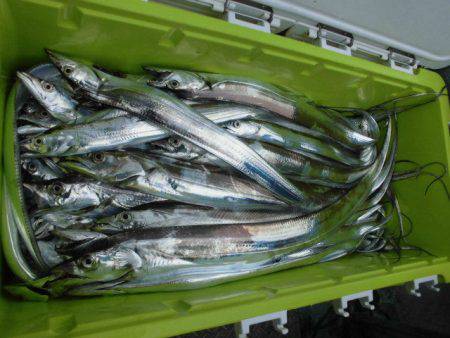 大進丸(愛知) 釣果