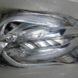 大進丸(愛知) 釣果