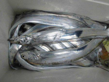 大進丸(愛知) 釣果