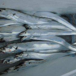 大進丸(愛知) 釣果