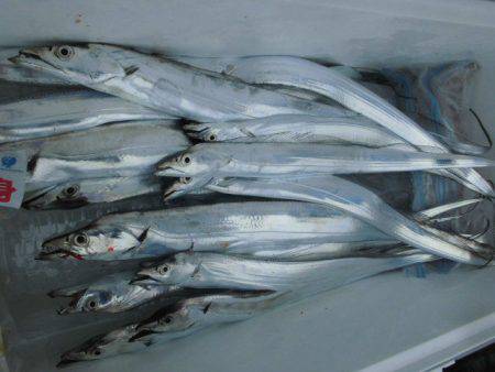 大進丸(愛知) 釣果