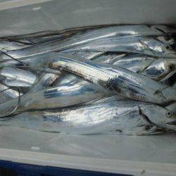 大進丸(愛知) 釣果