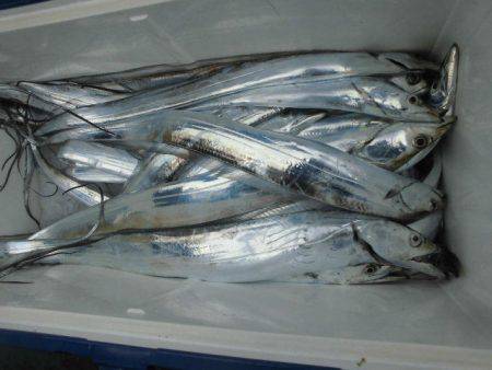 大進丸(愛知) 釣果