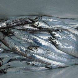 大進丸(愛知) 釣果