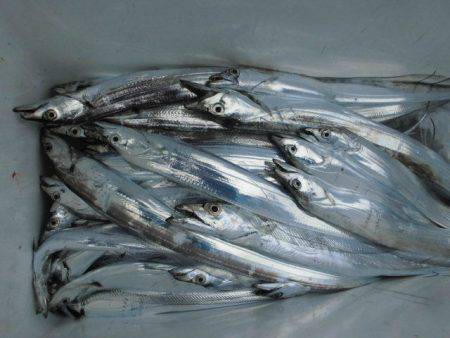 大進丸(愛知) 釣果