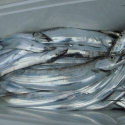 大進丸(愛知) 釣果