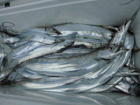 大進丸(愛知) 釣果