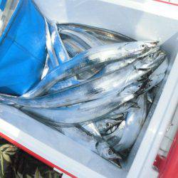 大進丸（愛知） 釣果