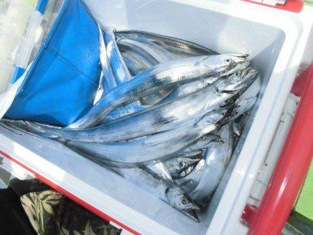 大進丸（愛知） 釣果