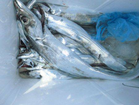 大進丸（愛知） 釣果