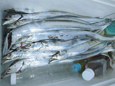 大進丸（愛知） 釣果