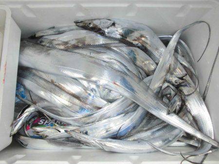 大進丸（愛知） 釣果