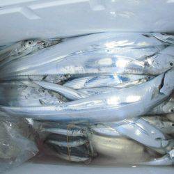 大進丸（愛知） 釣果