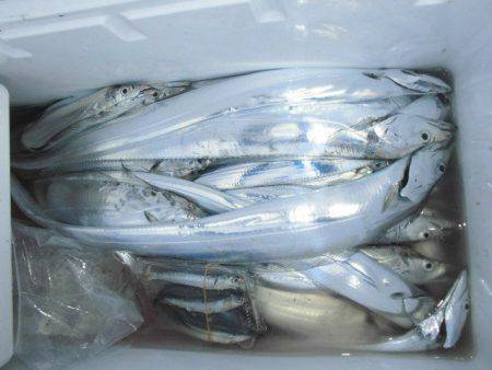 大進丸（愛知） 釣果