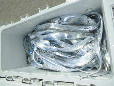 大進丸（愛知） 釣果