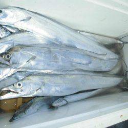 大進丸（愛知） 釣果