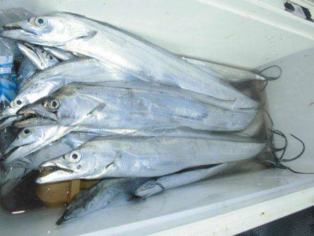 大進丸（愛知） 釣果