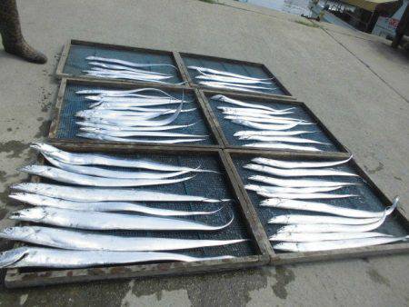 大進丸（愛知） 釣果