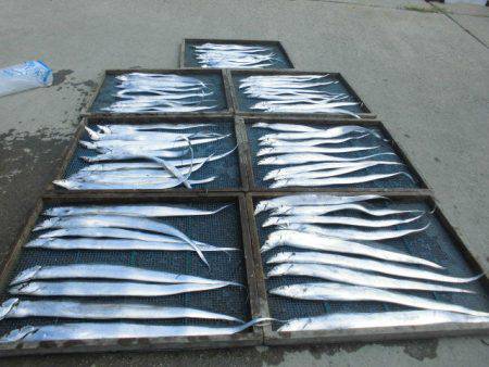 大進丸（愛知） 釣果