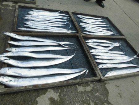 大進丸（愛知） 釣果