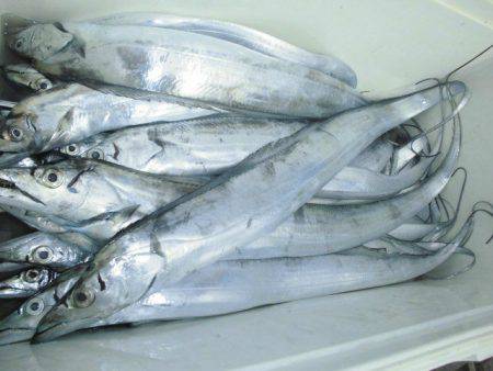 大進丸（愛知） 釣果