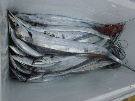 大進丸（愛知） 釣果