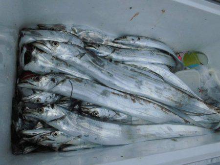 大進丸（愛知） 釣果