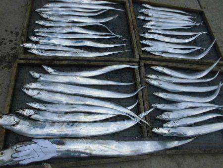 大進丸（愛知） 釣果