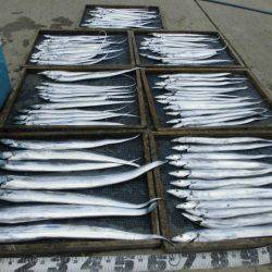 大進丸（愛知） 釣果