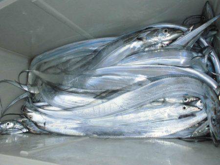 大進丸（愛知） 釣果