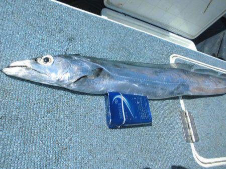 大進丸（愛知） 釣果