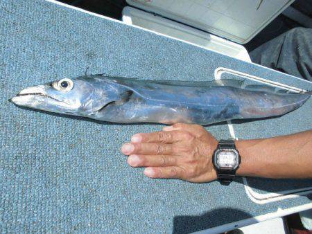 大進丸（愛知） 釣果